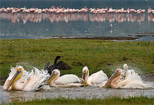 pelicans in lake nakuru