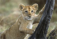 Lion Cub in Maasai Mara Game Reserve, Kenya 