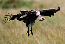 Vulture in Maasai Mara