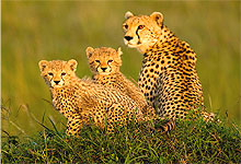 Masai Mara Game Reserve Cheetahs