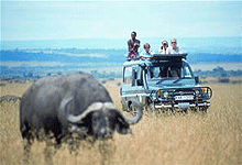 Masai Mara National Reserve Game Drive