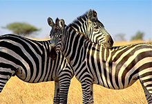 Zebras in Tsavo East National Park Kenya