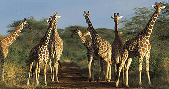 Meru National Park