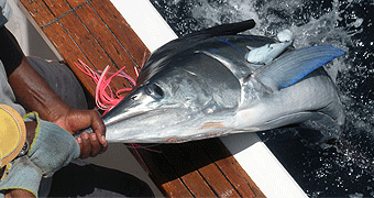 Mombasa Deep Sea Fishing
