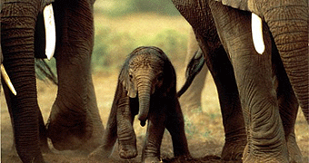 Mwaluganje Elephant Sanctuary