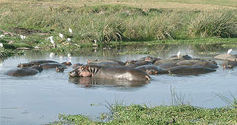 Ngorongoro Crater