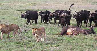 Ngorongoro Crater Budget Camping Safari