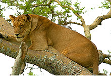 Tree climbing Lions in Ishasha Queen Elizabeth National Park
