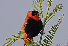 Red Bishop 