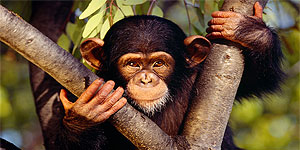 Rwanda chimpanzee Safari