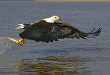 African Fish Eagle