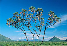 Samburu National Reserve