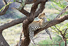 Samburu Game Reserve Leopard in Kenya