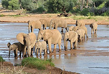 Elephants in Samburu, Kenya