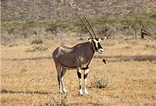 Beisa Oryx Antelope Samburu Game Reserve
