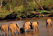 Elephants in Selous Game Reserve crossing Rufiji River 