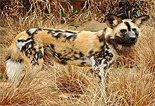 Wilddog in Selous National Park