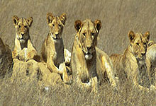 Lion Pride in the Serengeti National Park