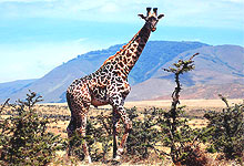 serengeti National Park