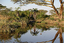 River Seronera in The Serengeti National Park