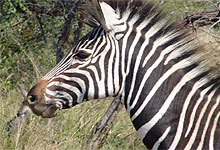 Zebra - South Africa Parks & Game Reserves