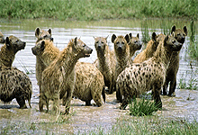 Spotted Hyena in Ngorongoro Crater 