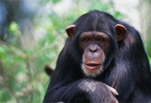 Sweetwaters Jane Goodall Chimpanzee Sanctuary 