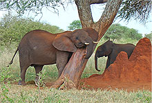 Tarnagire Elephants