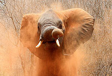 Elephant dust bathing in Tarangire National Park