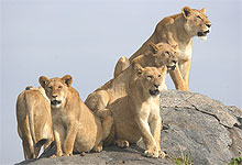 Pride of Lions in Tsavo East National Park, Kenya