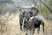 Elephants in Tsavo East National Park, Kenya