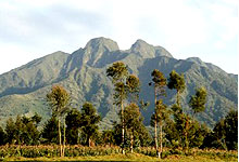 Virunga Mountains Uganda in Bwindi National Park, Uganda
