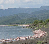 Lake Bogoria