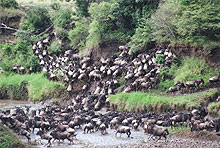 Wildebeest Crossing the Masai Mara River, Kenya