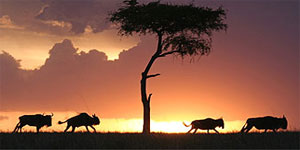 Masai mara game reserve