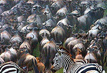 Wildebeest during the Miration in Serengeti, Tanzania