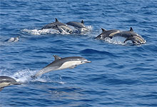 Dolphins at Kizimkazi, Zanzibar