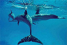 Zanzibar Shy Humpback Dolphins