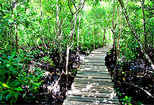 Zanzibar Jozani Forest Tours