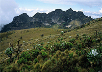 Nairobi City Tours Ol Donyo El Satima (Aberdares Mountain Peak) Day Trip Treks Nairobi City Tours Ol Donyo El Satima (Aberdares Mountain Peak) Day Trip Treks