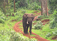 Nairobi City Tours Aberdare National Park 1 Day Trip Safari Nairobi City Tours Nairobi City Tours Aberdare National Park 1 Day Trip Safari Nairobi City Tours