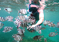 Zanzibar Day Trips City Tours Chumbe Island Coral Park Day Trip Zanzibar Day Trips City Tours Chumbe Island Coral Park Day Trip