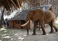 Epiya Chapeyu (Bigi) Camp Tsavo East Hotels Lodges Camps Epiya Chapeyu (Bigi) Camp Tsavo East Hotels Lodges Camps