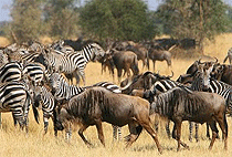 Tanzania Flying Safaris Tanzania Flying Safaris
