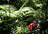 Nairobi City Tours Gatamaiyu Riverine Walk Aberdares Ranges Day Tour from Nairobi Nairobi City Tours Gatamaiyu Riverine Walk Aberdares Ranges Day Tour from Nairobi