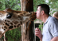 Nairobi City Tours Giraffe Center Nairobi Day Tour Nairobi City Tours Giraffe Center Nairobi Day Tour