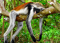 Zanzibar Day Trips City Tours Jozani Forest Half Day Tour Zanzibar Day Trips City Tours Jozani Forest Half Day Tour