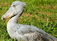 Kampala Day Tours Mabamba Bay Wetland Birding Day Trip from Kampala Kampala Day Tours Mabamba Bay Wetland Birding Day Trip from Kampala