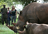 Kampala Day Tours Ziwa Rhino Sanctuary Day Trip from Kampala Kampala Day Tours Ziwa Rhino Sanctuary Day Trip from Kampala