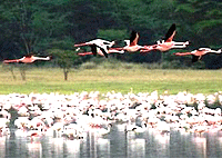 Nairobi City Tours Lake Elementaita 1 Day Trip Safari Nairobi City Tours Lake Elementaita 1 Day Trip Safari